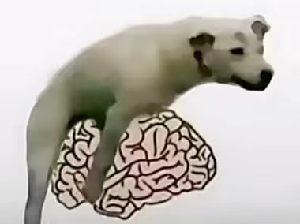 大脑被羞辱.png